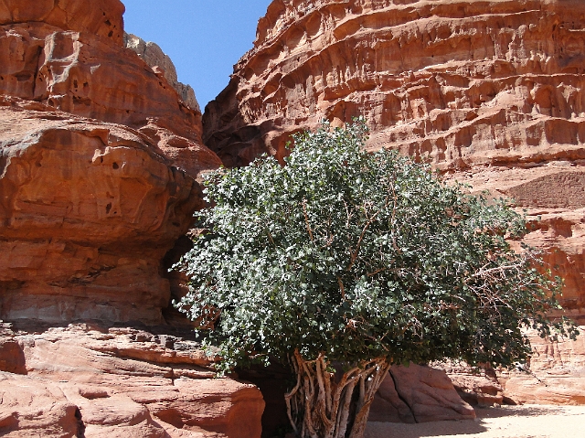 Wadi Rum (29).JPG